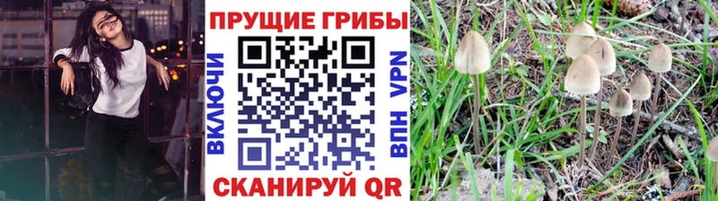 купить   Партизанск  Псилоцибиновые грибы Psilocybe 